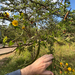 Acacia hockii