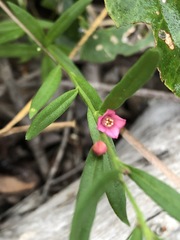 Cyanothamnus polygalifolius