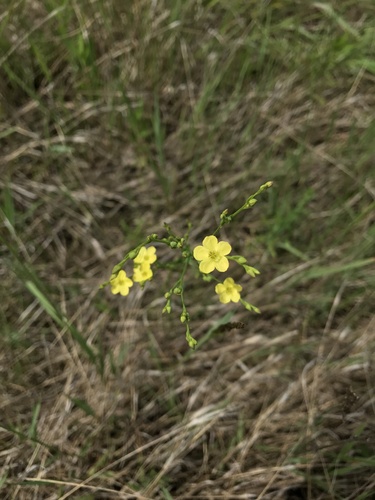 iNaturalist observation photo of Stiff Yellow Flax