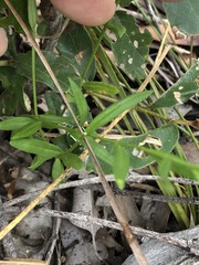 Cyanothamnus polygalifolius