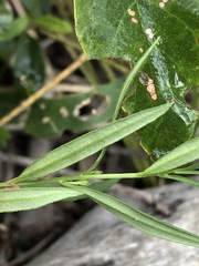 Cyanothamnus polygalifolius
