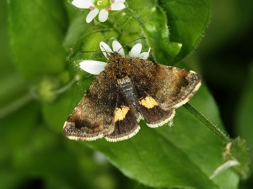 Small Yellow Underwing, photo 5 of 10