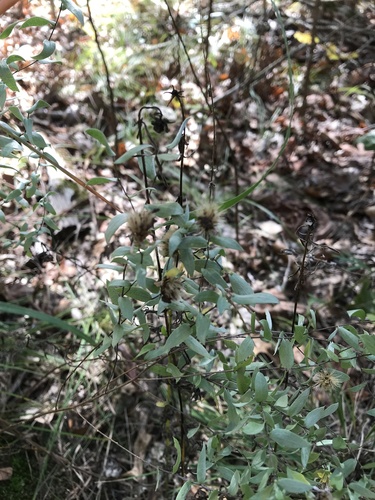 iNaturalist observation photo of silky aster