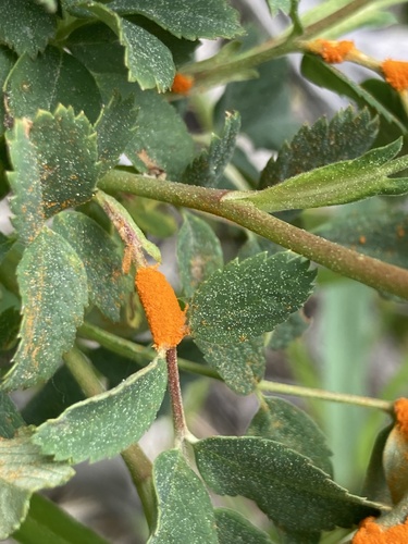 iNaturalist observation photo of Phragmidium