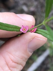 Cyanothamnus polygalifolius