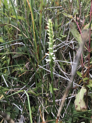 iNaturalist observation photo of Ladies'-tresses