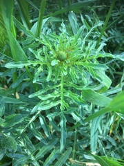 Reseda lutea