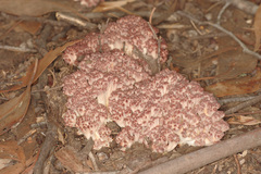 Ramaria australiana