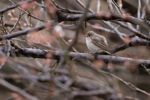 Red-breasted Flycatcher (Ficedula parva), photo 7