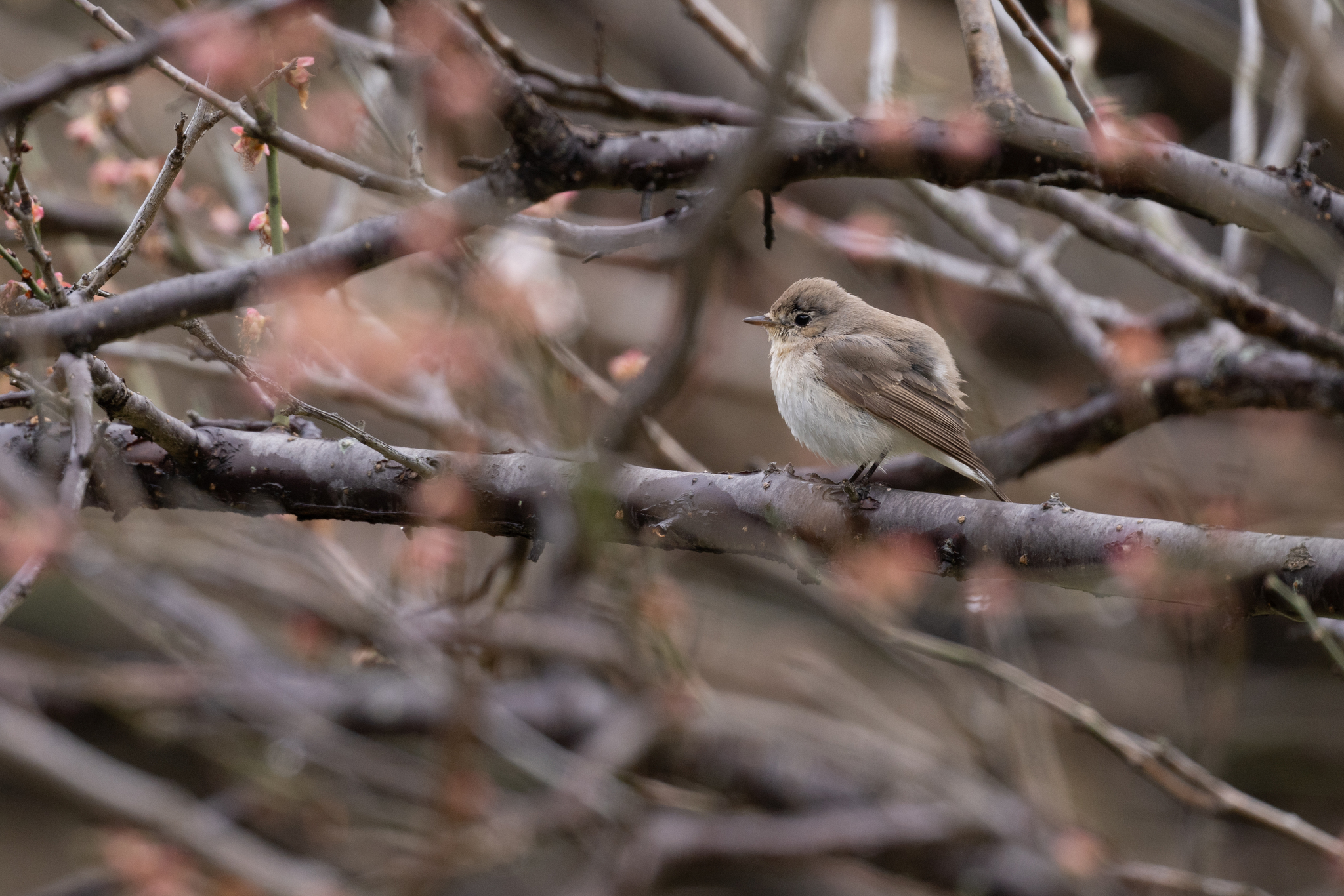 Red-breasted Flycatcher (Ficedula parva), photo 10