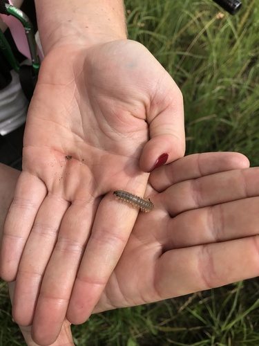 iNaturalist observation photo of Rhysodesminae