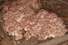 Ramaria australiana