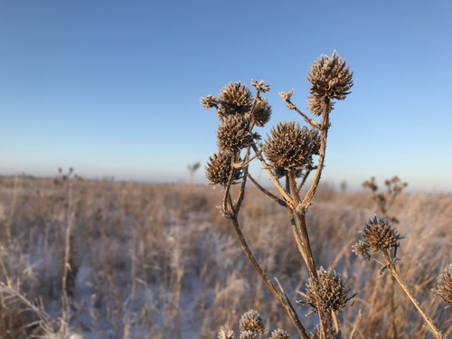 iNaturalist observation photo of rattlesnake master