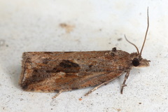 Endothenia quadrimaculana