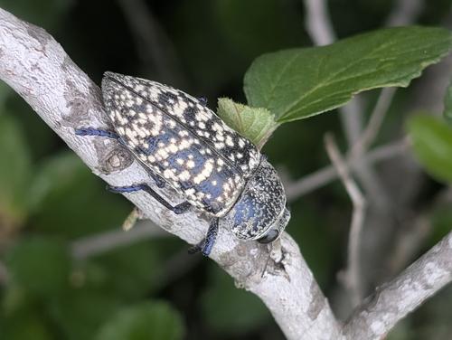 Lampetis drummondi