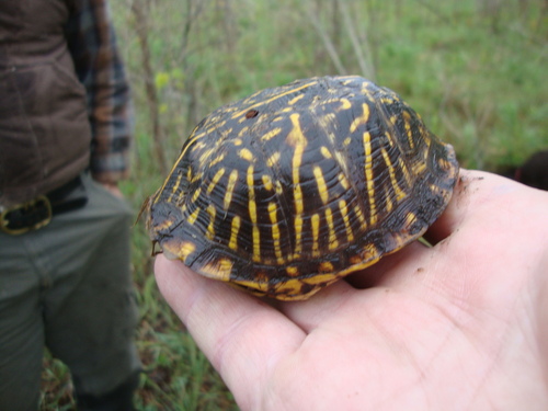 iNaturalist observation photo of Ornate Box Turtle