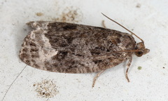 Apotomis sauciana