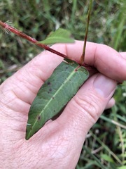 Persicaria dichotoma