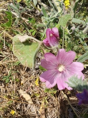 Alcea acaulis