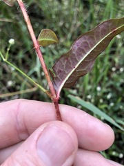 Persicaria dichotoma