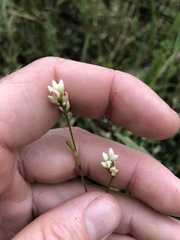 Persicaria dichotoma