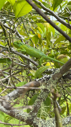 Trioceros jacksonii observed 2026-06-08