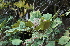 Sinopanax formosanus