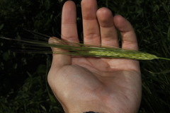 Hordeum spontaneum