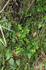 Dichocarpum adiantifolium