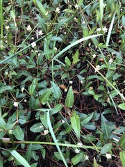 Persicaria dichotoma