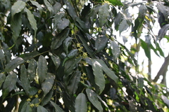 Ilex arisanensis