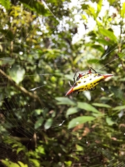 Gasteracantha sauteri