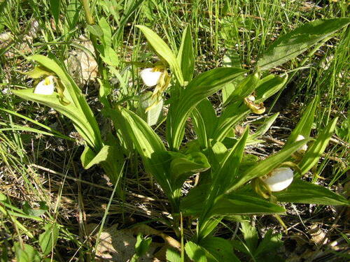 iNaturalist observation photo of small white lady's-slipper