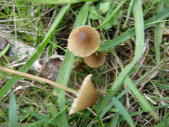 Mycena olivaceomarginata