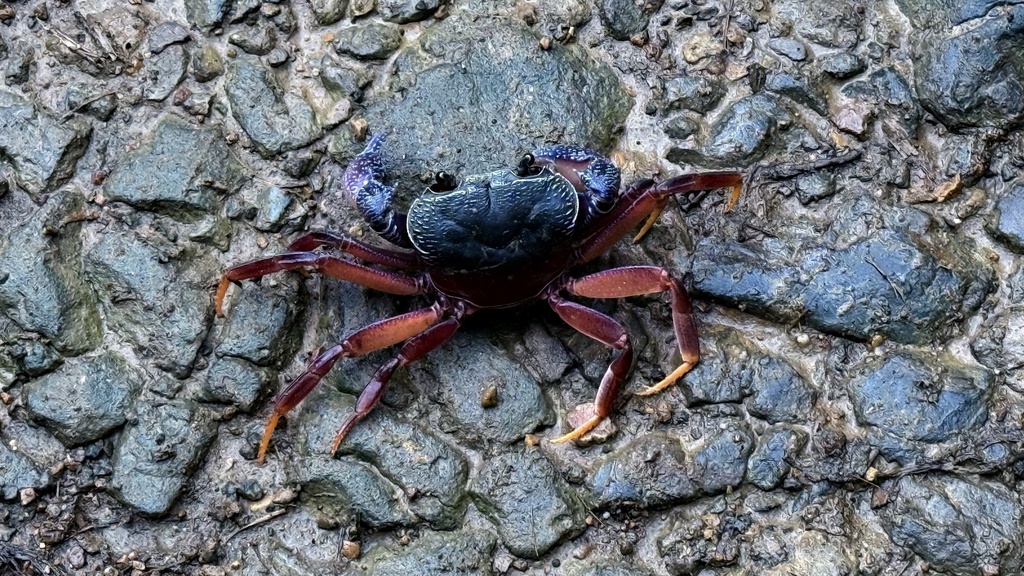 Stelomon pruinosum