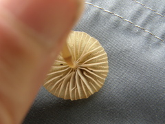 Mycena olivaceomarginata