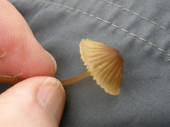 Mycena olivaceomarginata