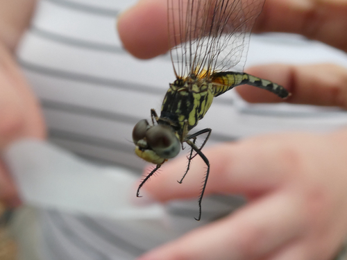 Black Percher