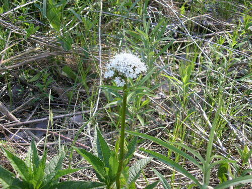 iNaturalist observation photo of Marsh Valerian