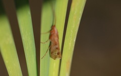 Limnephilus rhombicus