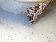 Lampropteryx suffumata