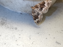 Lampropteryx suffumata