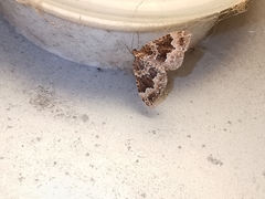 Lampropteryx suffumata