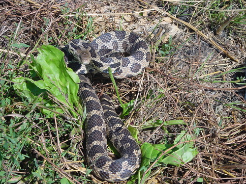 iNaturalist observation photo of Eastern Foxsnake