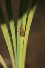 Limnephilus rhombicus