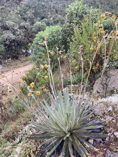 Espeletia argentea, photograph 6