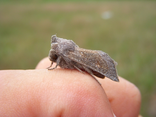iNaturalist observation photo of Blazing Star Borer Moth