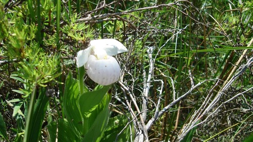 iNaturalist observation photo of showy lady's slipper