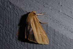 Ichneutica sulcana