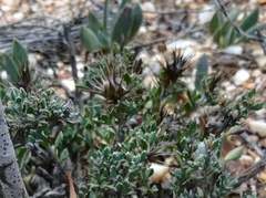 Macledium spinosum
